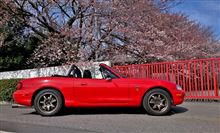 桜探して