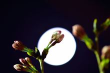 単焦点修行。