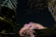 成子の常圓寺「夜桜」