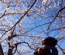 花見に行きました