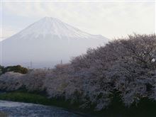 サクラ　サイタ