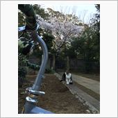 染井霊園のソメイヨシノ