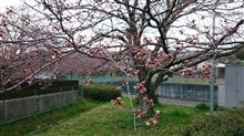 ご近所の桜