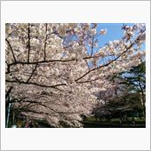 桜を求めて35km“(・・  ...