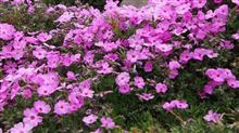 桜が咲きましたねぇ～(*^。^*)