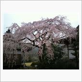 しだれ桜