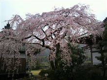 しだれ桜