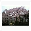 しだれ桜