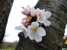 桜満開まで、もう少し！