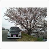 花散らしになるかと思い…