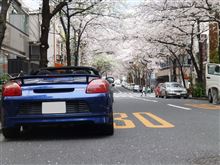東京の桜は満開です。