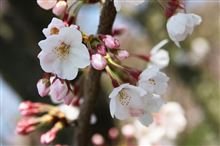 桜の花で試し撮り 桜の花で試し撮り