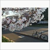 花見三昧！熊本の桜スポット  ...