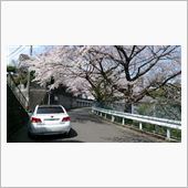 サクラ　サクラ・・・