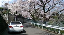 サクラ　サクラ・・・