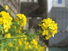 おはようございますです。
