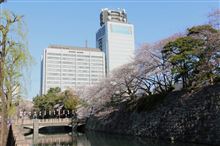 今朝のさくらちゃん２０１５　その７