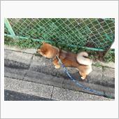 お散歩〜♪