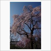 枝垂れ桜