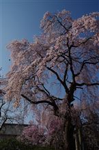 枝垂れ桜