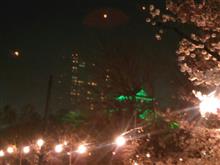 昨晩は、岡崎へついでに、花見(?_?)