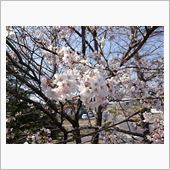 埼玉 咲きました。