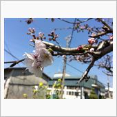 咲いたねぇ〜、(^-^)