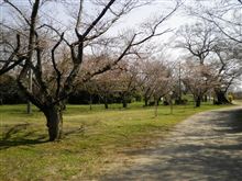 満開まではもうちょっと