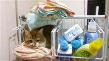資格取得(*^^)v　法令遵守は当たり前でしょ！？　（猫ブログ）