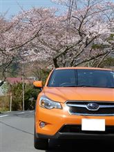 伊豆高原の桜並木ドライブ。♪　※手抜きだったので修正版です。。m(_ _)m