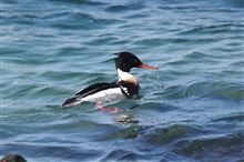 伊良湖岬のウミアイサ