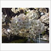 夜桜