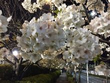 夜桜