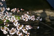 桜がそろそろ
