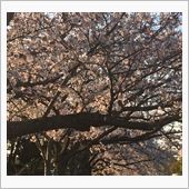 猫も杓子も、桜、桜、桜。