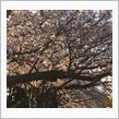 猫も杓子も、桜、桜、桜。