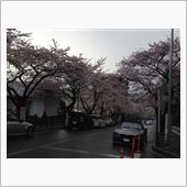 桜の季節(^-^)v