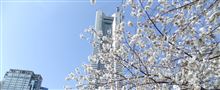 ランドマークタワーと桜