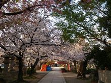 花見日和