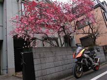 桃の花とレストア