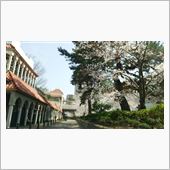 桜満開～ 宝塚編