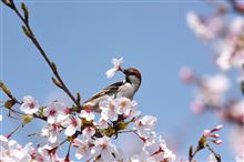 ニュウナイスズメ、カルメンスタイル