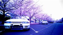 桜ドライブ