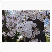 湖西市にも春がやって来た🌸