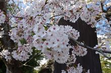 湖西市にも春がやって来た🌸