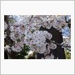 湖西市にも春がやって来た🌸