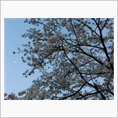桜満開