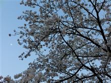 桜満開