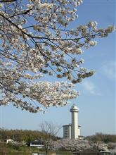 城山公園の桜
