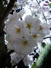 夜桜🌸
